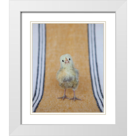 Chick on Ochre Napkin I White Modern Wood Framed Art Print with Double Matting by Soderman, Tania