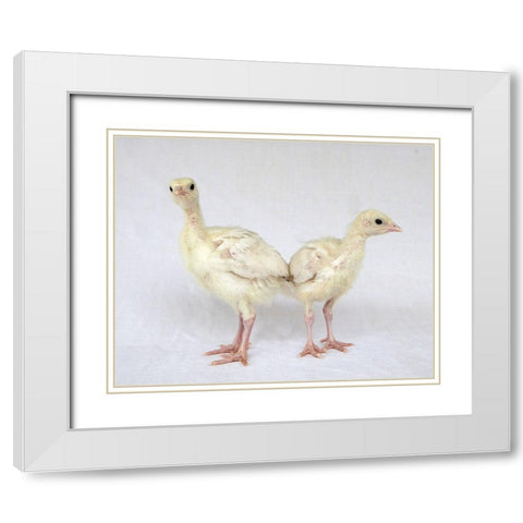 Turkey Chicks I White Modern Wood Framed Art Print with Double Matting by Soderman, Tania
