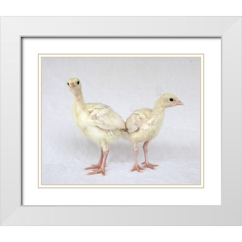 Turkey Chicks I White Modern Wood Framed Art Print with Double Matting by Soderman, Tania