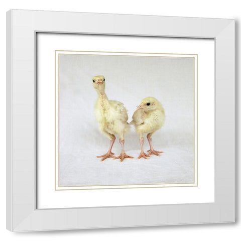 Turkey Chicks II White Modern Wood Framed Art Print with Double Matting by Soderman, Tania