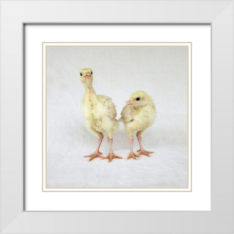 Turkey Chicks II White Modern Wood Framed Art Print with Double Matting by Soderman, Tania