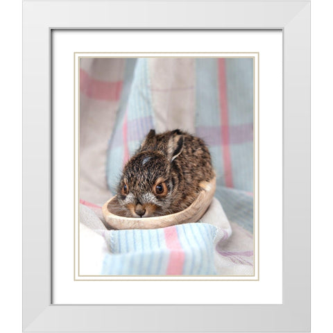 Baby Rabbit II White Modern Wood Framed Art Print with Double Matting by Soderman, Tania