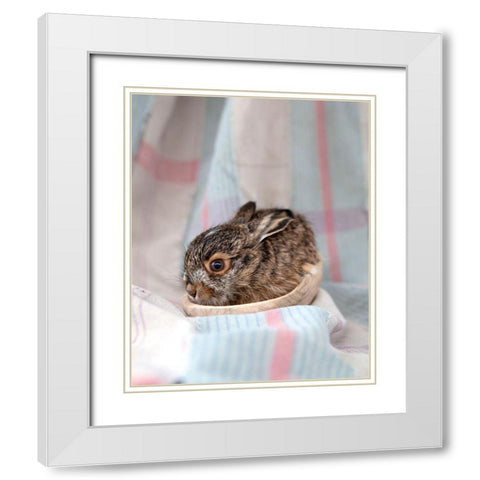 Baby Rabbit III White Modern Wood Framed Art Print with Double Matting by Soderman, Tania