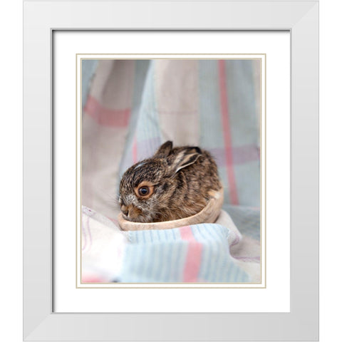 Baby Rabbit III White Modern Wood Framed Art Print with Double Matting by Soderman, Tania