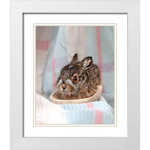 Baby Rabbit IV White Modern Wood Framed Art Print with Double Matting by Soderman, Tania