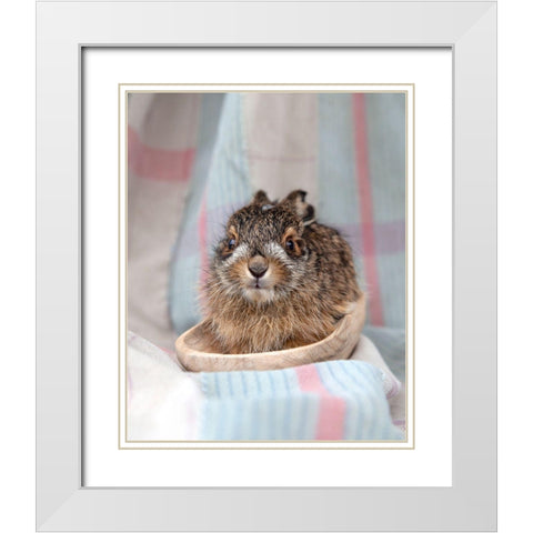 Baby Rabbit V White Modern Wood Framed Art Print with Double Matting by Soderman, Tania