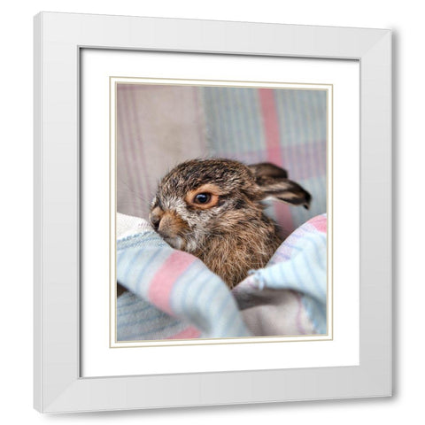 Baby Rabbit VI White Modern Wood Framed Art Print with Double Matting by Soderman, Tania