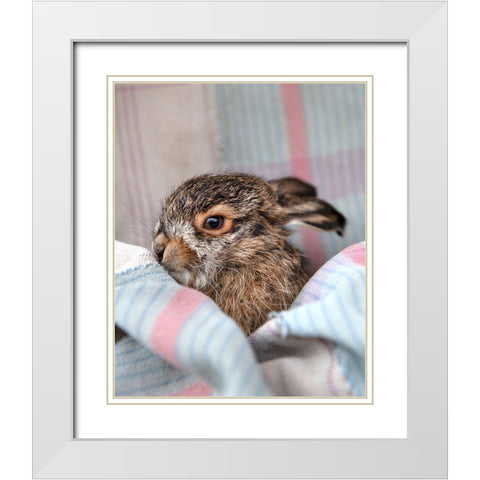 Baby Rabbit VI White Modern Wood Framed Art Print with Double Matting by Soderman, Tania