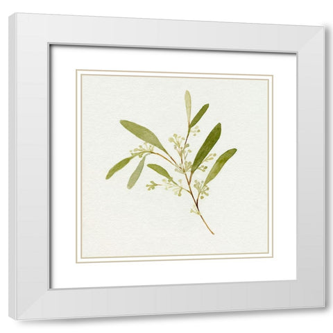 Eucalyptus Collection II White Modern Wood Framed Art Print with Double Matting by Caroline, Emma