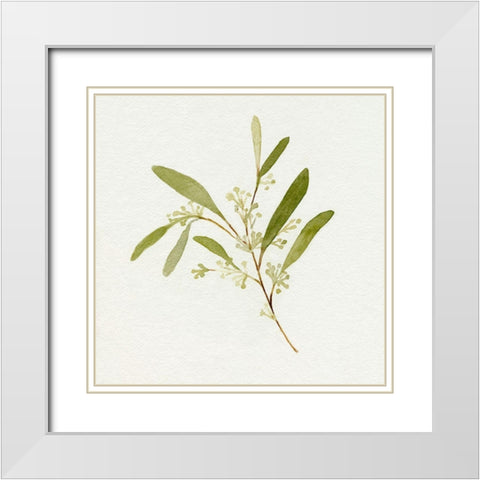 Eucalyptus Collection II White Modern Wood Framed Art Print with Double Matting by Caroline, Emma