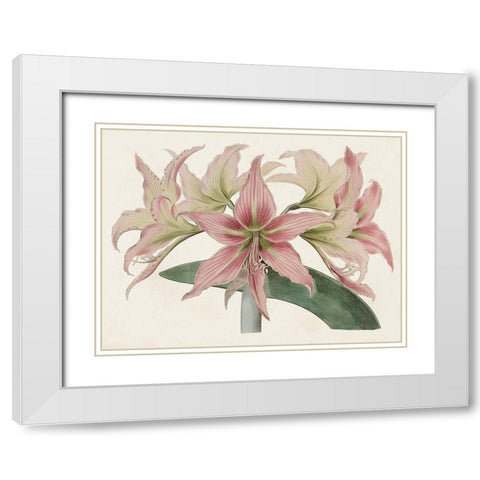 Amaryllis Varietals I White Modern Wood Framed Art Print with Double Matting by Ridgeway