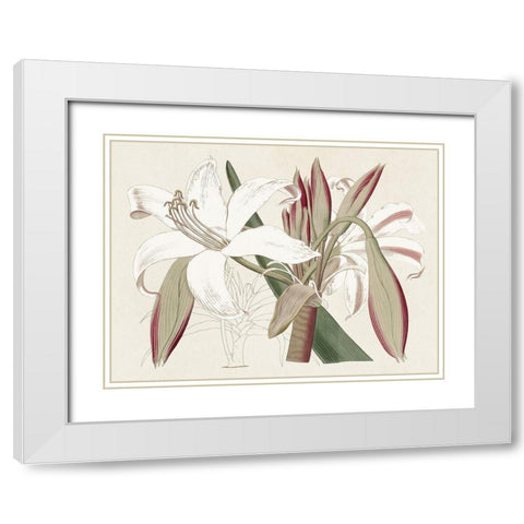 Amaryllis Varietals II White Modern Wood Framed Art Print with Double Matting by Ridgeway