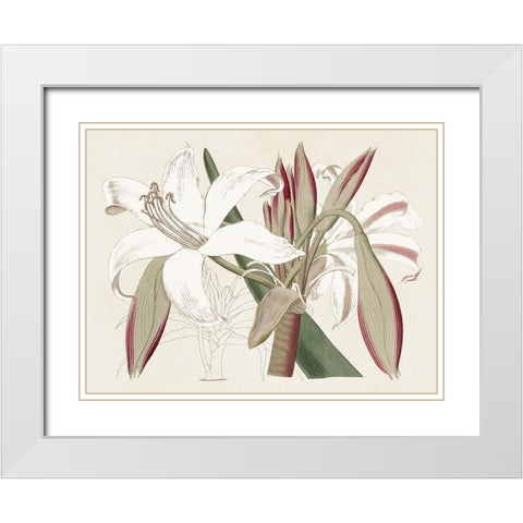 Amaryllis Varietals II White Modern Wood Framed Art Print with Double Matting by Ridgeway