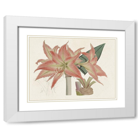 Amaryllis Varietals III White Modern Wood Framed Art Print with Double Matting by Ridgeway