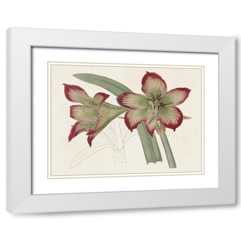 Amaryllis Varietals IV White Modern Wood Framed Art Print with Double Matting by Ridgeway