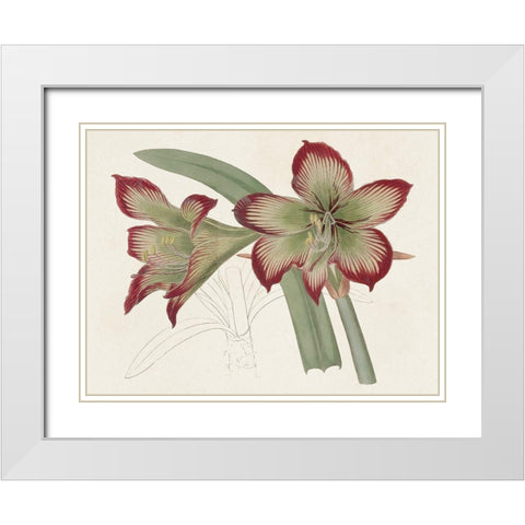 Amaryllis Varietals IV White Modern Wood Framed Art Print with Double Matting by Ridgeway