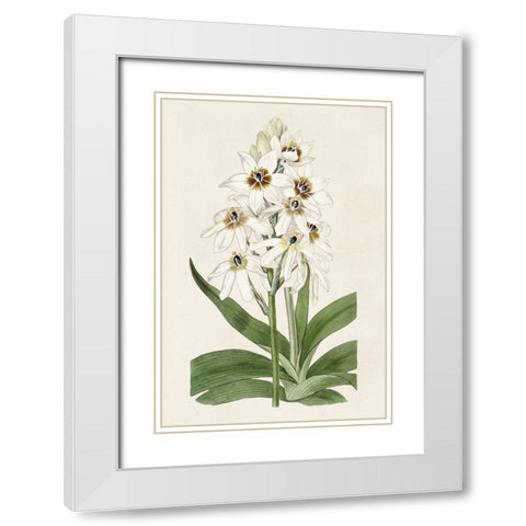 Flore Albo I White Modern Wood Framed Art Print with Double Matting by Ridgeway