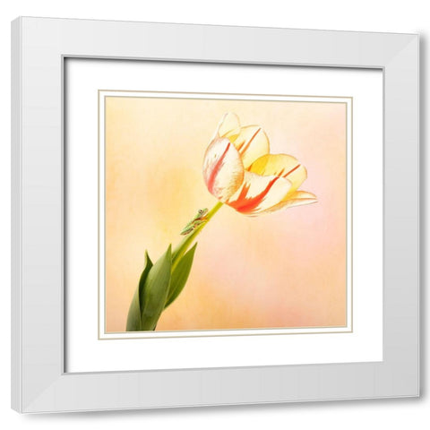Hanging On III White Modern Wood Framed Art Print with Double Matting by PHBurchett