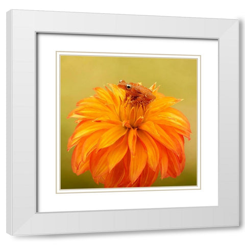 Hanging On IV White Modern Wood Framed Art Print with Double Matting by PHBurchett