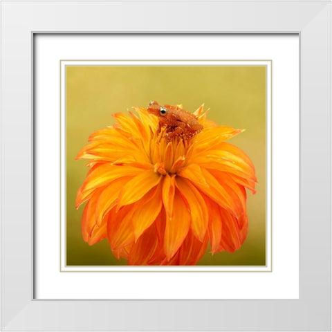 Hanging On IV White Modern Wood Framed Art Print with Double Matting by PHBurchett