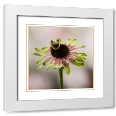Hanging On V White Modern Wood Framed Art Print with Double Matting by PHBurchett
