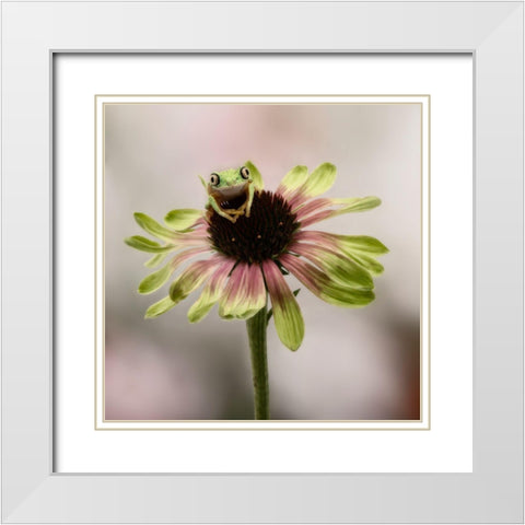 Hanging On V White Modern Wood Framed Art Print with Double Matting by PHBurchett