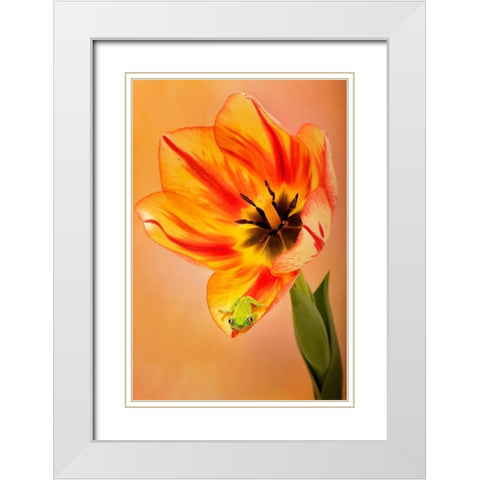 Hanging On VI White Modern Wood Framed Art Print with Double Matting by PHBurchett