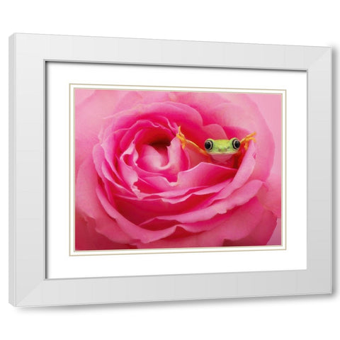 Hanging On VIII White Modern Wood Framed Art Print with Double Matting by PHBurchett