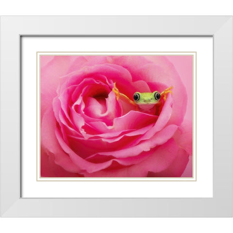 Hanging On VIII White Modern Wood Framed Art Print with Double Matting by PHBurchett