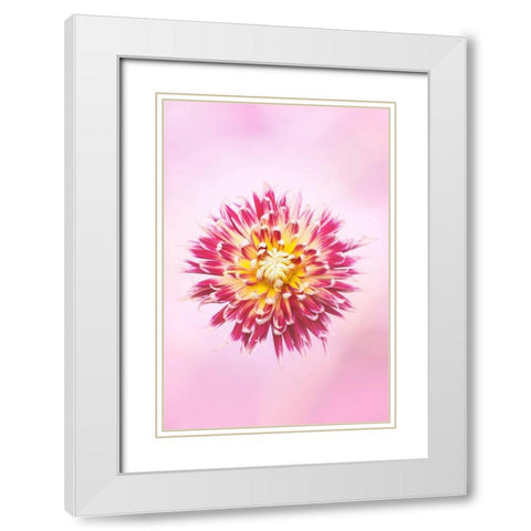 Exotic Flower Burst I White Modern Wood Framed Art Print with Double Matting by PHBurchett