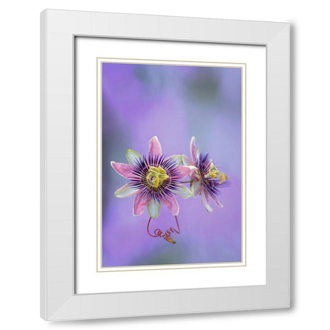 Exotic Flower Burst II White Modern Wood Framed Art Print with Double Matting by PHBurchett