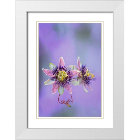 Exotic Flower Burst II White Modern Wood Framed Art Print with Double Matting by PHBurchett