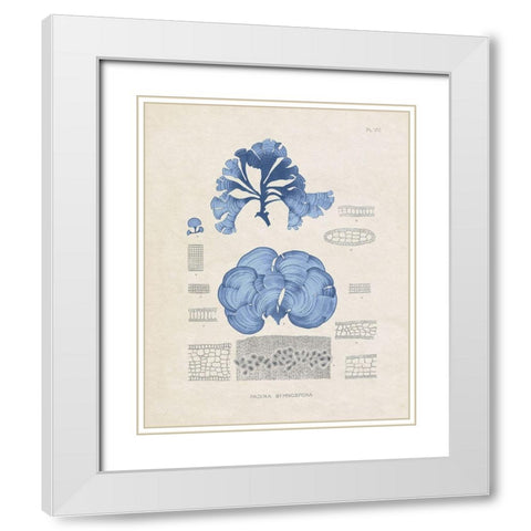 Blue Marine Algae IV White Modern Wood Framed Art Print with Double Matting by Vision Studio