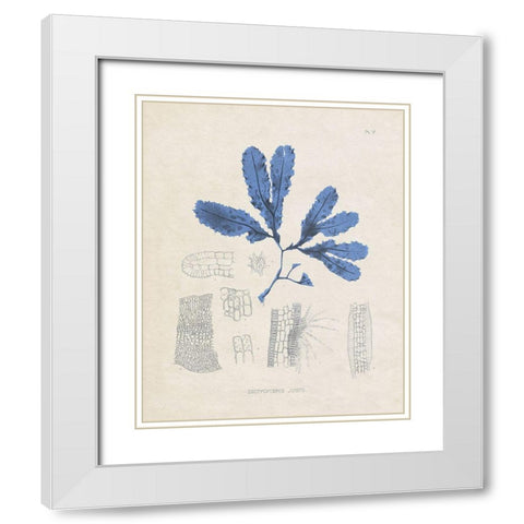 Blue Marine Algae VII White Modern Wood Framed Art Print with Double Matting by Vision Studio