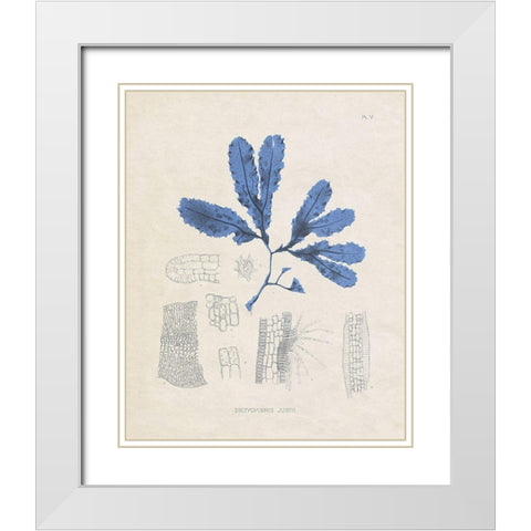 Blue Marine Algae VII White Modern Wood Framed Art Print with Double Matting by Vision Studio