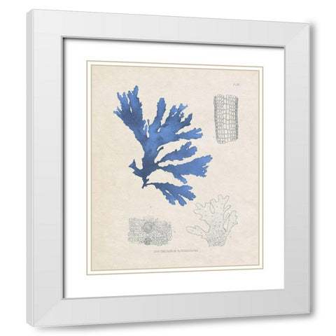 Blue Marine Algae VIII White Modern Wood Framed Art Print with Double Matting by Vision Studio