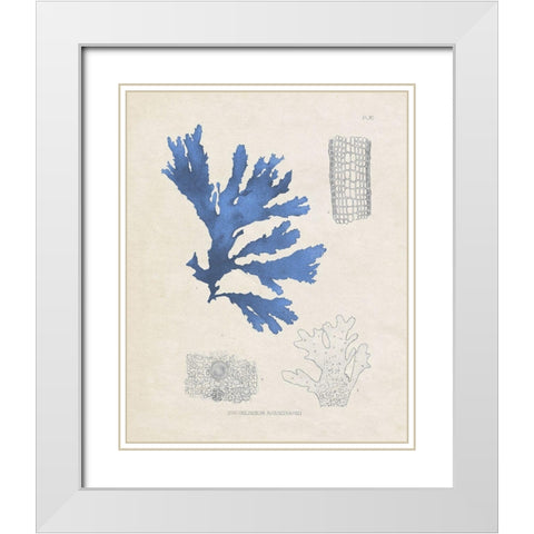 Blue Marine Algae VIII White Modern Wood Framed Art Print with Double Matting by Vision Studio