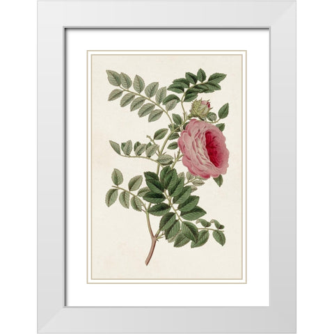 Pink Floral Mix I White Modern Wood Framed Art Print with Double Matting by Ridgeway