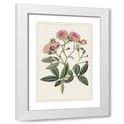 Pink Floral Mix V White Modern Wood Framed Art Print with Double Matting by Ridgeway