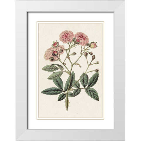 Pink Floral Mix V White Modern Wood Framed Art Print with Double Matting by Ridgeway