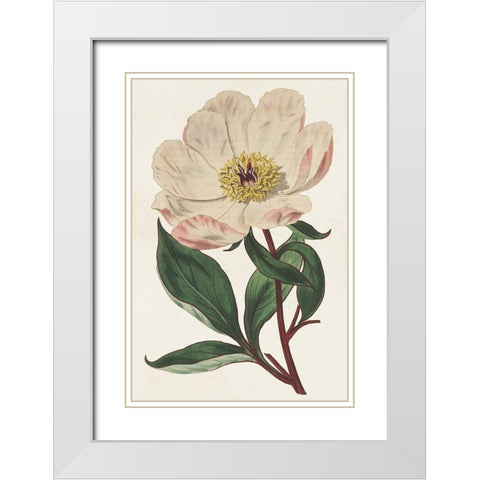Pink Floral Mix VII White Modern Wood Framed Art Print with Double Matting by Ridgeway