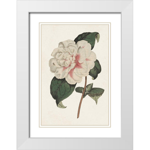 Pink Floral Mix VIII White Modern Wood Framed Art Print with Double Matting by Ridgeway