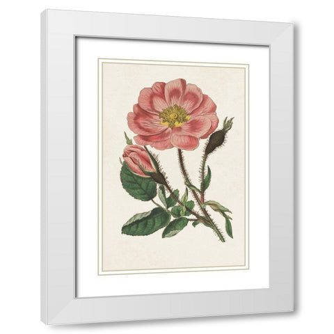 Pink Floral Mix IX White Modern Wood Framed Art Print with Double Matting by Ridgeway