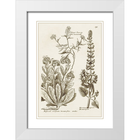 Sepia Botanical Journal IV White Modern Wood Framed Art Print with Double Matting by Vision Studio