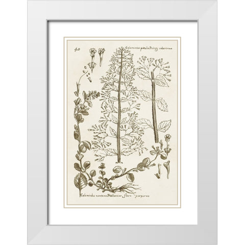 Sepia Botanical Journal V White Modern Wood Framed Art Print with Double Matting by Vision Studio