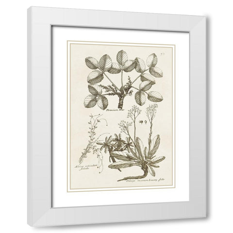 Sepia Botanical Journal VI White Modern Wood Framed Art Print with Double Matting by Vision Studio