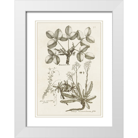 Sepia Botanical Journal VI White Modern Wood Framed Art Print with Double Matting by Vision Studio