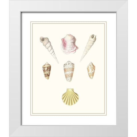 Pastel Knorr Shells I White Modern Wood Framed Art Print with Double Matting by Knorr, G.W.