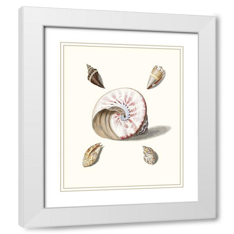 Pastel Knorr Shells II White Modern Wood Framed Art Print with Double Matting by Knorr, G.W.