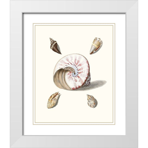 Pastel Knorr Shells II White Modern Wood Framed Art Print with Double Matting by Knorr, G.W.